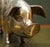 Antique Brass Piggy Bank, 1920s For Sale - Image 4 of 13