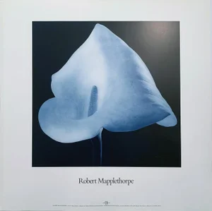 Robert Mapplethorpe, Lilly for Hotel 21 East Poster by Robert Mapplethorpe