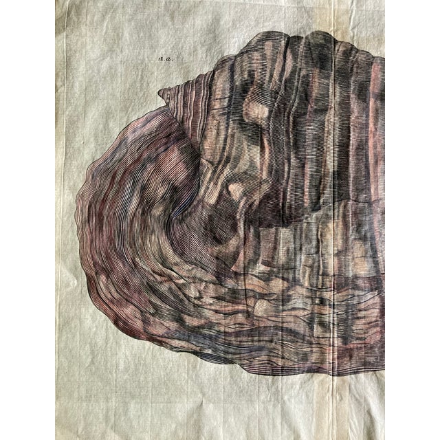 Paper Authentic Set of Two 18th Century Hand Painted Engravings of Mollusks. For Sale - Image 7 of 9