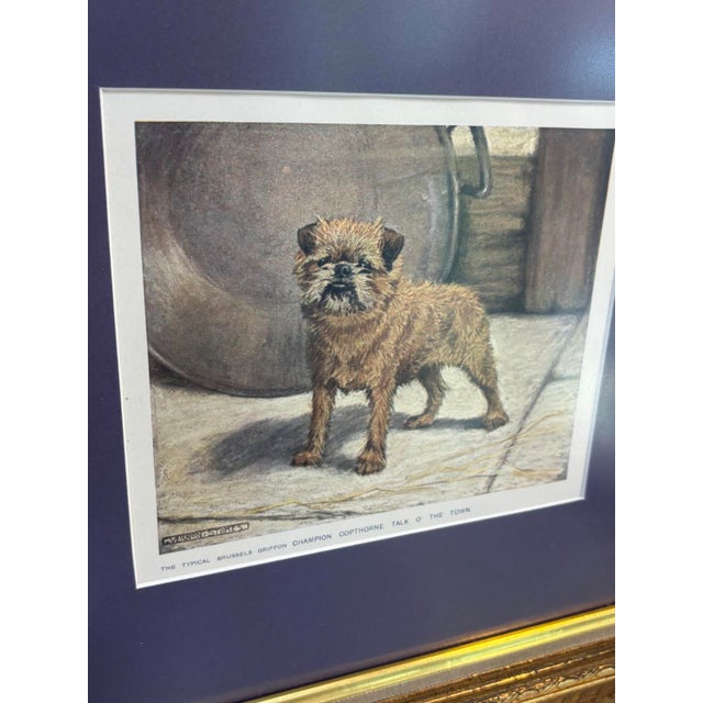 1960s-70s Brussels Griffon champion print in gilt frame w/ purple mat. Excellent condition. Measures 18.5" x 16.5"...