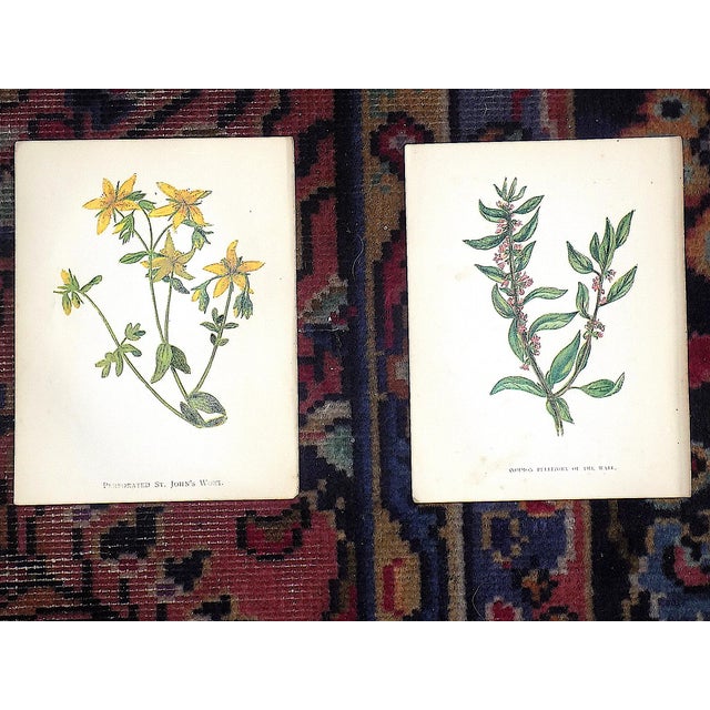 Printmaking Materials Antique 19th Century Anne Pratt Botanical Chromolithographs - Set of 12 For Sale - Image 7 of 10