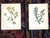 Printmaking Materials Authentic Antique 19th Century Anne Pratt Botanical Chromolithographs - Set of 12 For Sale - Image 7 of 10