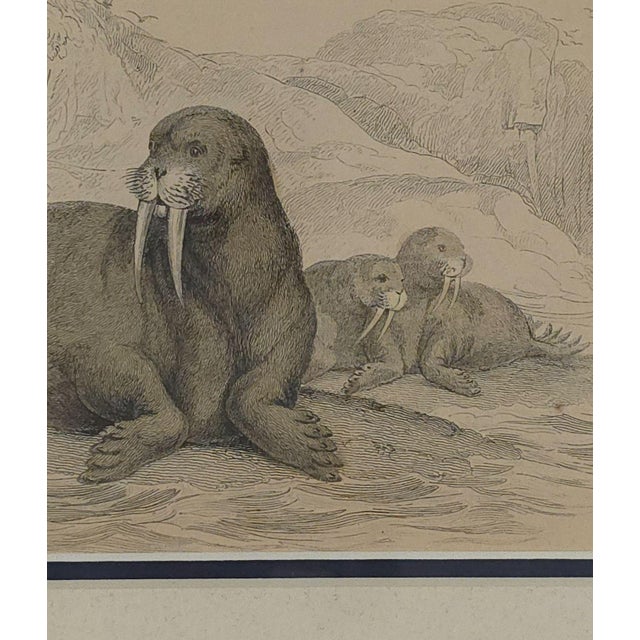 19th Century Engraving of a Walrus, 19th Century For Sale - Image 5 of 5