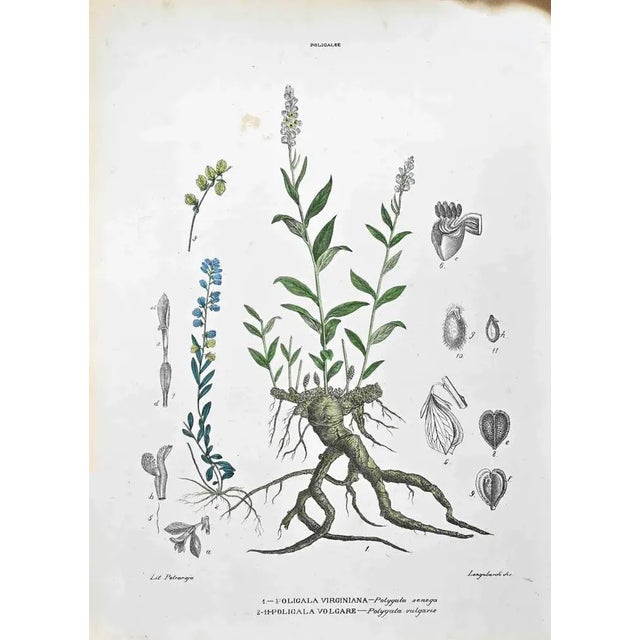 Lithograph hand watercolored. Belongs to the Series "Atlante di Botanica popolare ossia Illustrazione di Piante Notevoli...