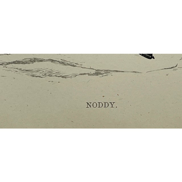 Antique Hand Tinted Bird Print From England Featuring a Black & Brown Noddy - Circa 1888 For Sale - Image 9 of 11