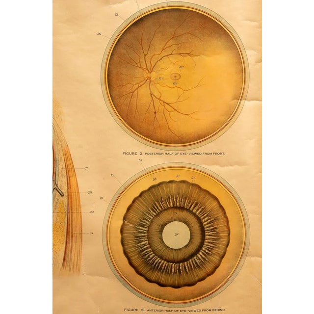 Art Deco Circa 1918 American Frohse Anatomical Chart For Sale - Image 3 of 7