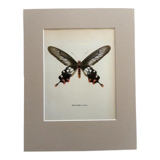 Vintage 1965 Butterfly Print in 11x14 Mat: Paradis Rhodifer (Butler), EUC For Sale