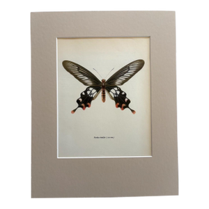 Vintage 1965 Butterfly Print in 11x14 Mat: Paradis Rhodifer (Butler), EUC