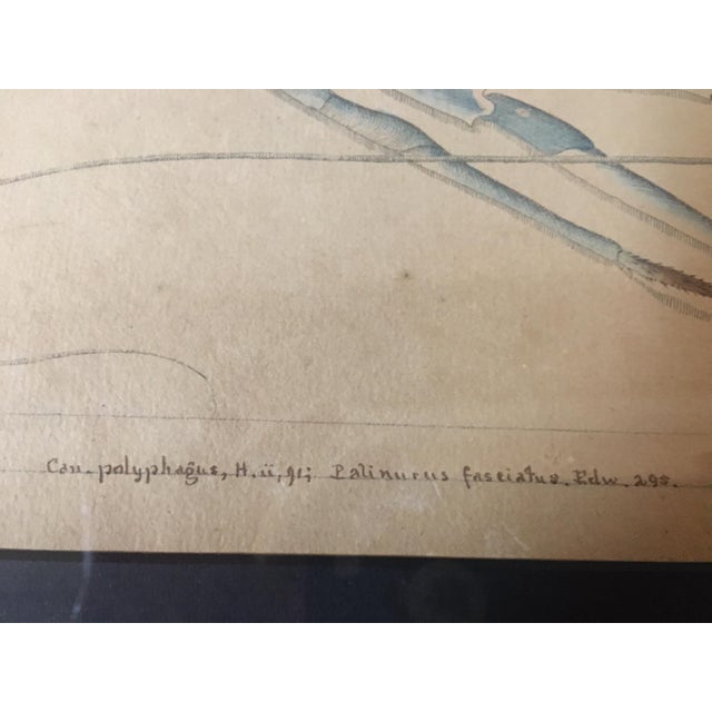 Wood Group of Four Crustaceans Studies 1793 by f.d. Heidenreich For Sale - Image 7 of 18