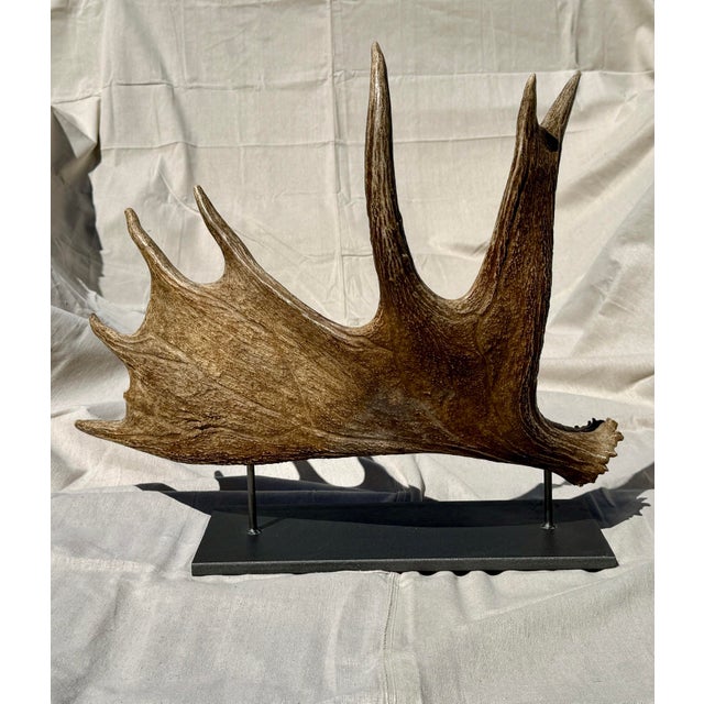 Rustic Side Mounted Moose Antler/Paddle 2 For Sale - Image 3 of 9