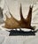 Rustic Side Mounted Moose Antler/Paddle 2 For Sale - Image 3 of 9