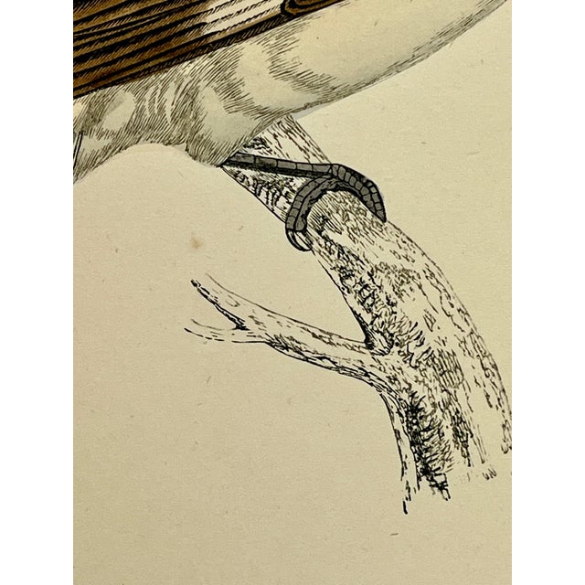 Cream Antique Hand Tinted Bird Print From England Featuring a Brown & Black Woodchat Shrike - Circa 1880 For Sale - Image 8 of 11