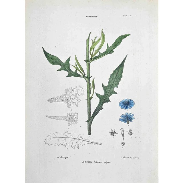 Lithograph hand watercolored. Plate from "Atlante di Botanica popolare ossia Illustrazione di Piante Notevoli di ogni...