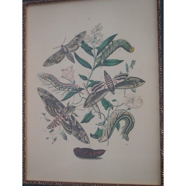 Pair Vintage Butterfly Colored Engraving Prints For Sale - Image 4 of 12