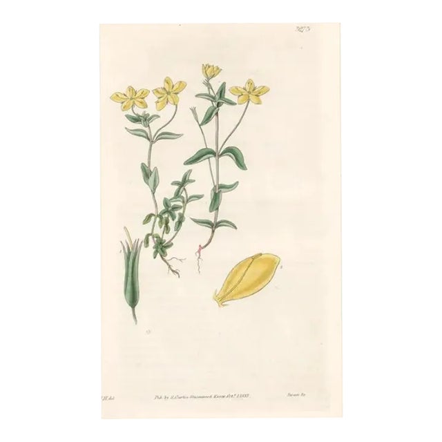 Antique Azorian Loosestrife Handcolored Engraving For Sale