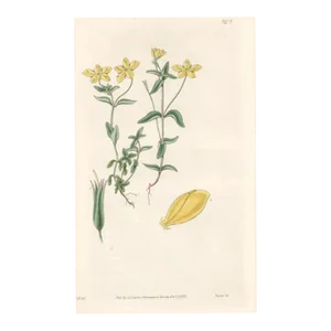 Antique Azorian Loosestrife Handcolored Engraving