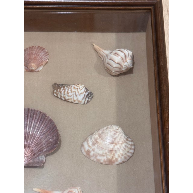 Vintage Framed Seashell Shadow Box For Sale - Image 4 of 12