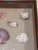 Vintage Framed Seashell Shadow Box For Sale - Image 4 of 12
