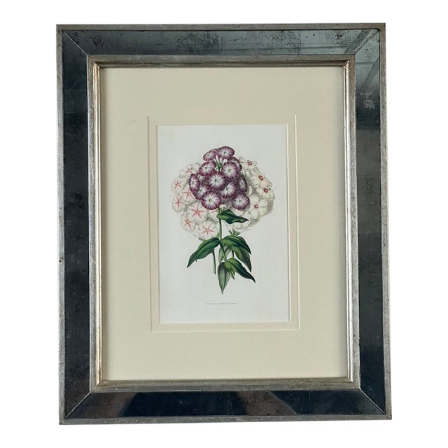 Vintage Trowbridge Custom Framed Botanical Print “Phlox” After Louis Van Houtte (1810–1876) For Sale