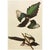 1960s 1966 Vintage Farmhouse Cottage Print "American Magpie" After John James Audubon For Sale - Image 5 of 7