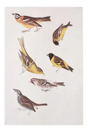 1966 Vintage Cottage Style Print "Birds of America" After John James Audubon