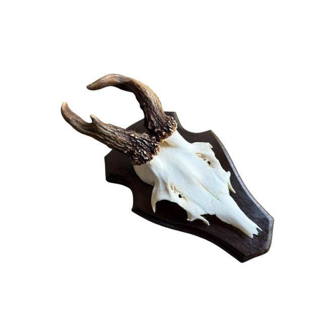 Roe Deer Trophy 140 Black Foreset Antlers Abnormal For Sale - Image 4 of 5