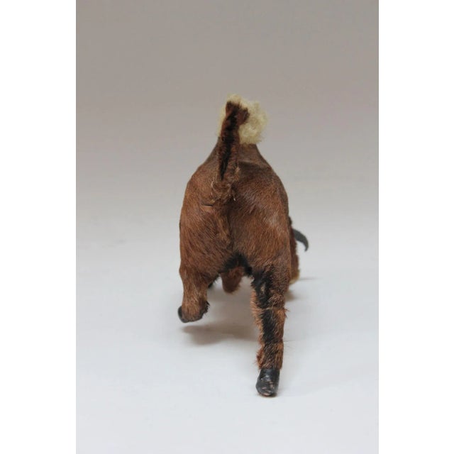Early 20th Century Miniature Taxidermy Brahma Bull For Sale - Image 4 of 12