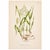 Three original botanical chromolithographs from C. A. M. Lindman’s Bilder ur Nordens Flora, illustrating manna grass,...