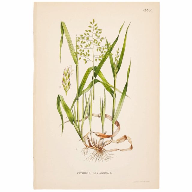 Three original botanical chromolithographs from C. A. M. Lindman’s Bilder ur Nordens Flora, illustrating manna grass,...