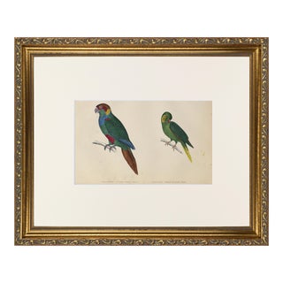 19th Century English Hand Colored Parrot/ Parakeet Bird Engraving by Goldsmith For Sale