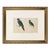19th Century English Hand Colored Parrot/ Parakeet Bird Engraving by Goldsmith For Sale