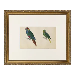 19th Century English Hand Colored Parrot/ Parakeet Bird Engraving by Goldsmith
