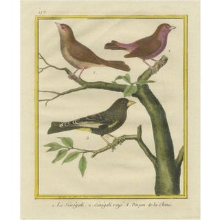 Martinet and Buffon, Exotic Birds of the World, 1700s, Print For Sale