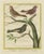 Martinet and Buffon, Exotic Birds of the World, 1700s, Print For Sale