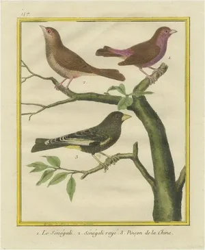 Martinet and Buffon, Exotic Birds of the World, 1700s, Print
