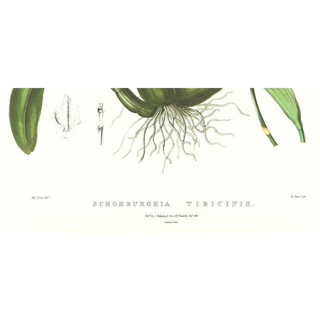 Realism Large 1973 Orchid Flower Lithograph "Schomburgkia Tibicinis" (Trumpeter's Schomburgkia) After James Bateman For Sale - Image 3 of 7