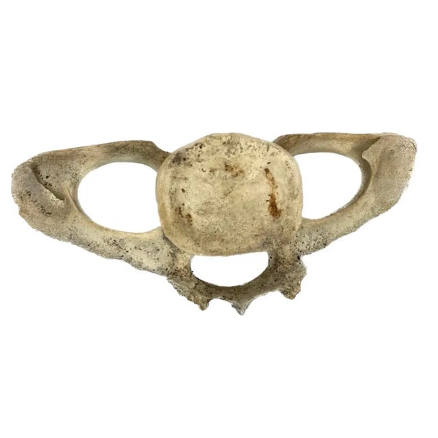 Very Large Antique Whale Vertebrae #9 For Sale - Image 4 of 11