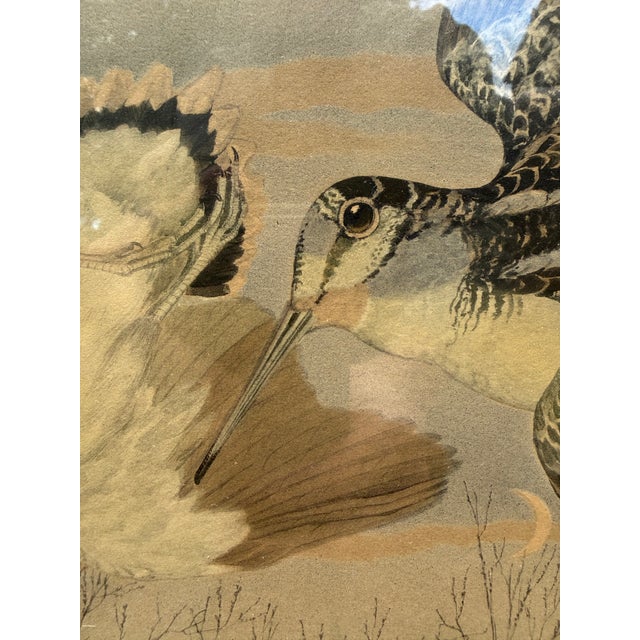 An original hand-colored print of the American Woodcock by the acclaimed American bird artist Rex Brasher (1869–1960),...