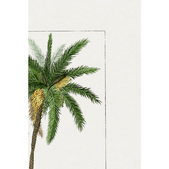 Paper Vintage Date Palm Tree, Botanical Art Print Reproduction, 12" X 18" For Sale - Image 7 of 9