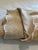 Portuguese Colchas Domingos Heavyweight Cotton Matelassé Oversized Queen Coverlet | Soft Buttercream For Sale - Image 9 of 13