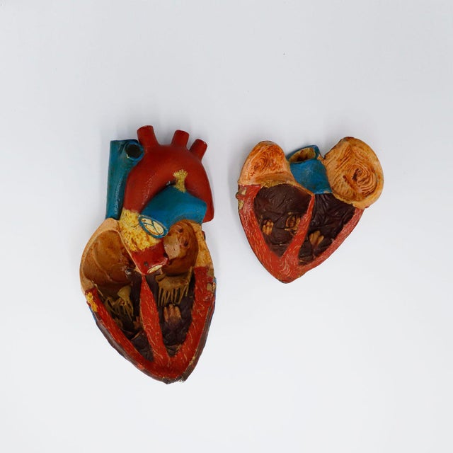 1940s Heart Anatomical Model Life Size For Sale - Image 4 of 5