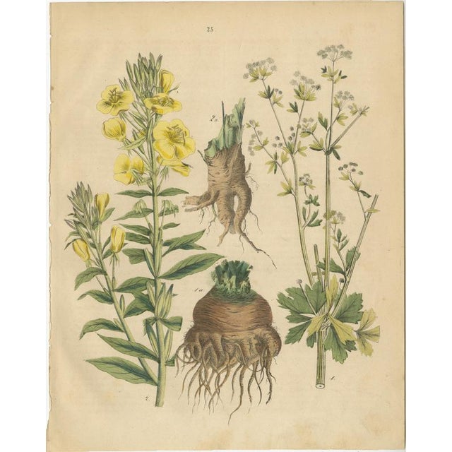 Calwer, Root and Medicinal Plant Botanical Studies, 1852, Prints, Set of 3 For Sale - Image 4 of 10