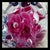 Pink St Clair Art Glass Teapot Sculpture Pink Floral Blue Cased Glass Rare For Sale - Image 8 of 9
