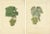 Louis-Claude Noisette, Green and White Grape Varieties, 1821, Prints, Set of 2 For Sale