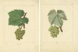 Louis-Claude Noisette, Green and White Grape Varieties, 1821, Prints, Set of 2