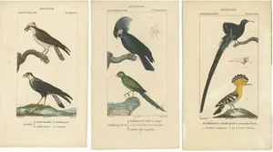 Dumont, Parrots, Passerines, Birds of Prey, 1820, Prints, Set of 3