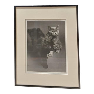 Vintage 1960s Persian Kittens Black & White Photograph For Sale
