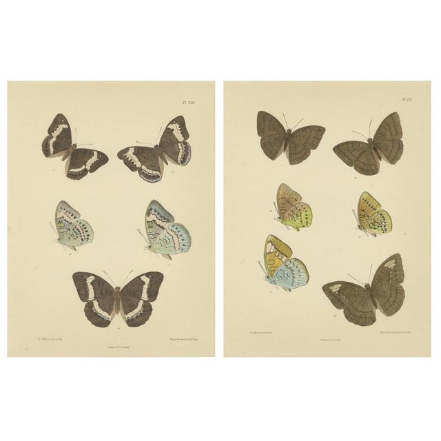 Frederic C. Moore, Victorian Butterfly Lithograph, 1878, Paper, Set of 2 For Sale - Image 4 of 4
