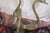 Large Brass Swan Dining Table With a Glass Top From the 1970s For Sale - Image 11 of 18