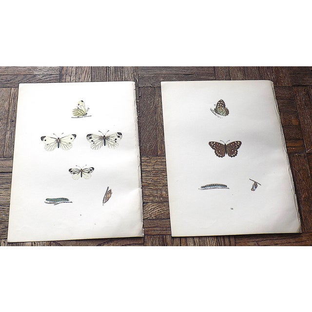 Realism Authentic Antique 19th Century Hand Colored Butterfly Lithographs - Set of 12 For Sale - Image 3 of 12